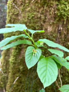 Alpengeissblatt (Foto: Lina Bonafiglia)